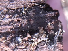 Arachnida