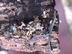 Arachnida