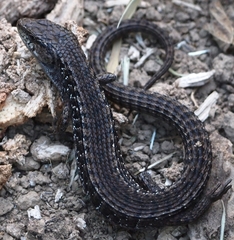 Elgaria coerulea coerulea