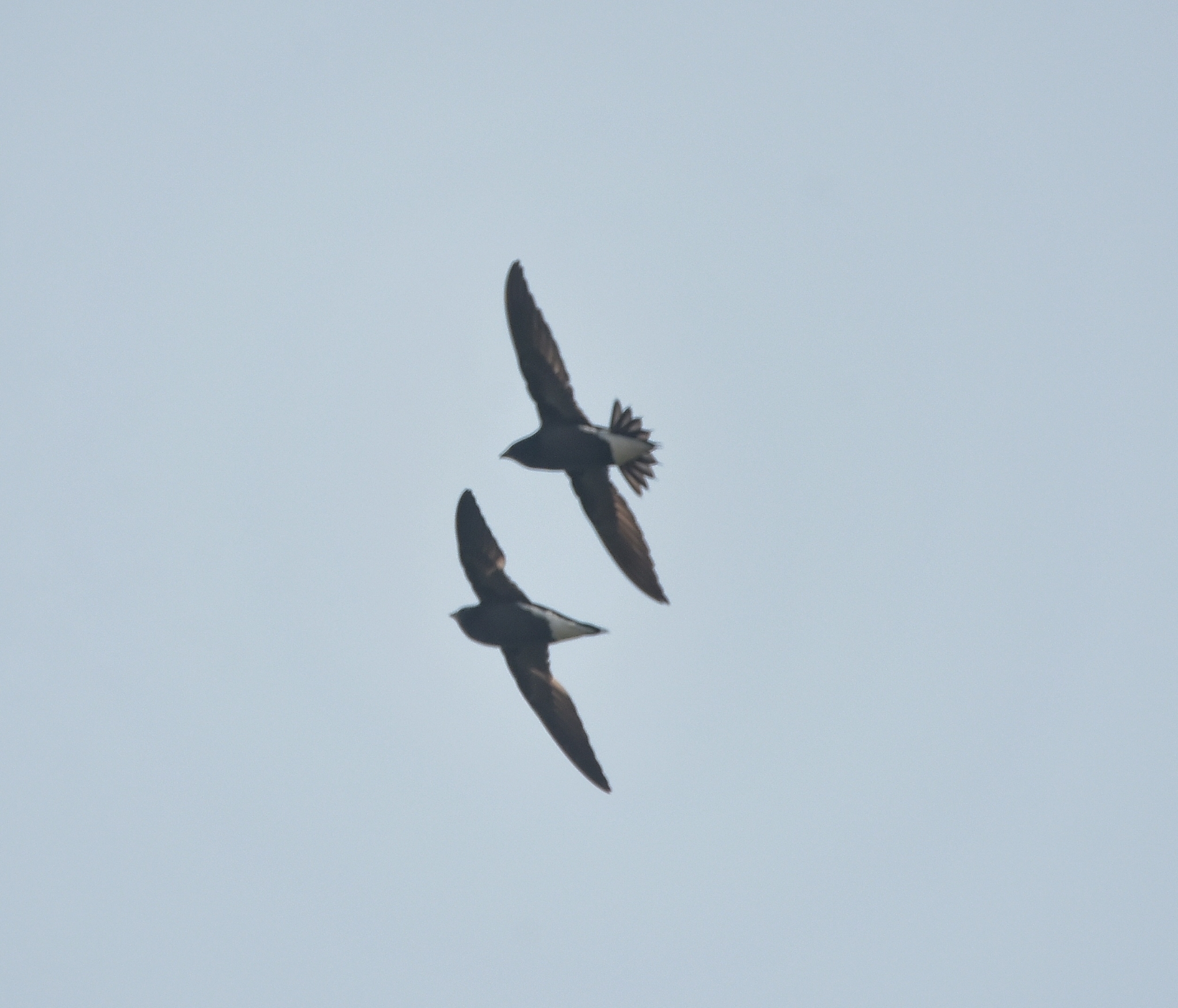 Brown-backed Needletail