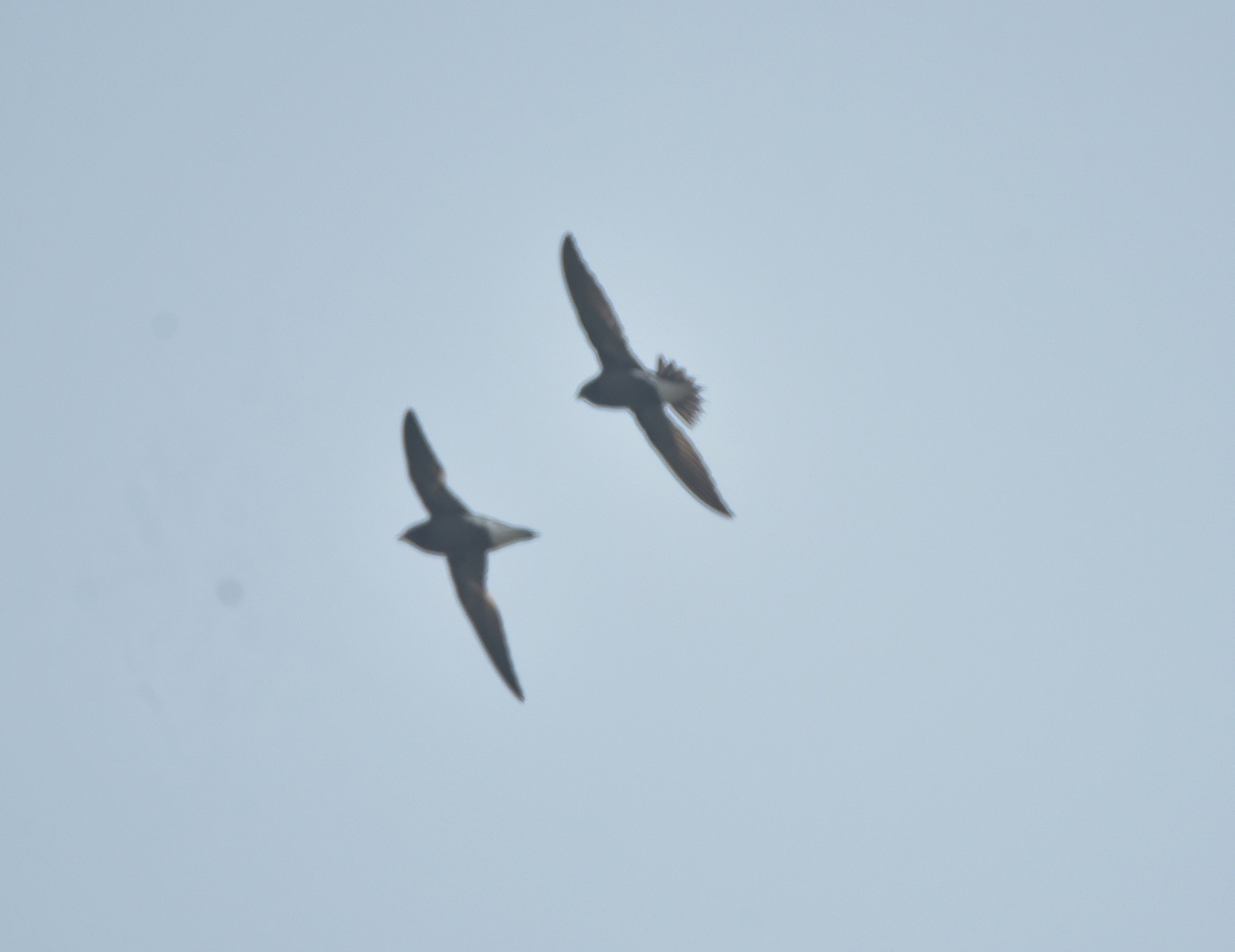 Brown-backed Needletail