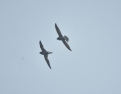 Hirundapus giganteus