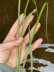 Carex decomposita