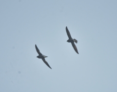 Hirundapus giganteus