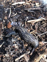 Limax maximus
