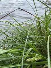 Carex decomposita