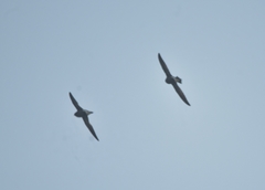 Hirundapus giganteus