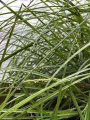 Carex decomposita