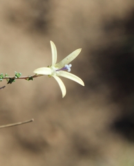 Wahlenbergia nodosa