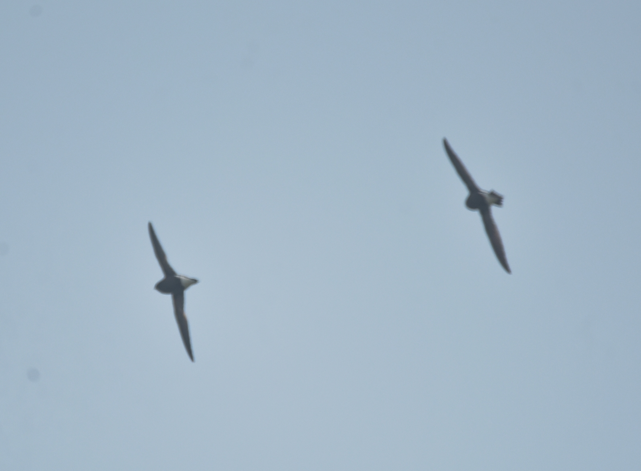 Brown-backed Needletail