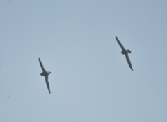 Hirundapus giganteus