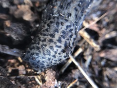 Limax maximus