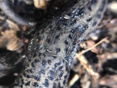 Limax maximus