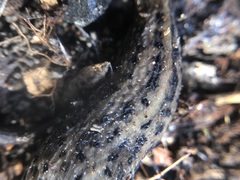Limax maximus