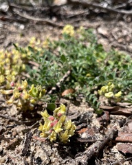Astragalus villosus