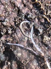 Enchytraeidae