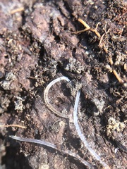 Enchytraeidae