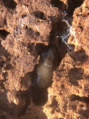 Stylommatophora