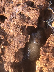 Stylommatophora