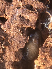 Stylommatophora