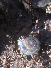 Stylommatophora