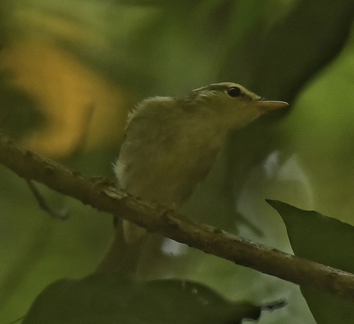 Western Crowned Warbler (Phylloscopus occipitalis), photo 10