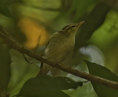 Phylloscopus occipitalis