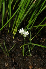 Ornithogalum annae-ameliae