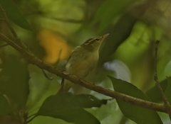Phylloscopus occipitalis