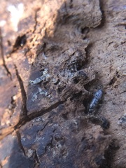 Collembola
