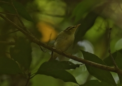 Phylloscopus occipitalis