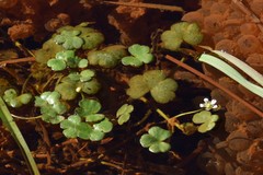 Ranunculus omiophyllus