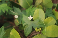 Zehneria japonica