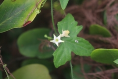 Zehneria japonica