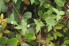 Zehneria japonica