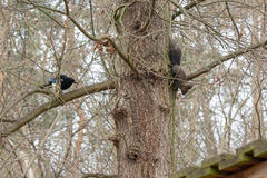 Sciurus vulgaris