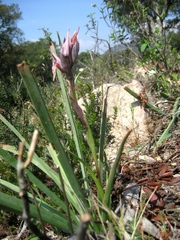 Serapias nurrica