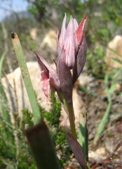 Serapias nurrica