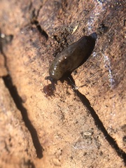Arachnida