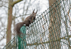 Sciurus vulgaris