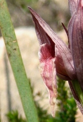 Serapias nurrica