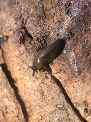 Arachnida