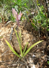 Serapias nurrica