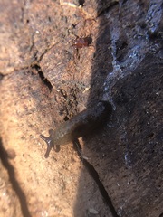 Arachnida