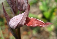 Serapias nurrica
