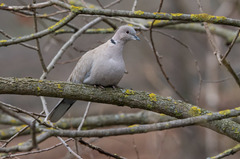 Streptopelia decaocto