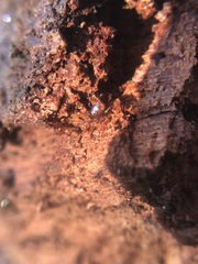 Arachnida