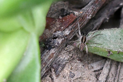 Pardosa crassipalpis