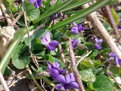 Viola odorata