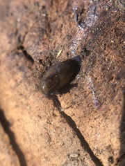 Deroceras
